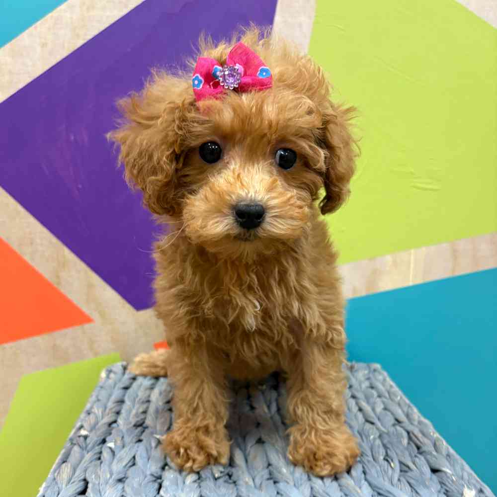 Image of a pet breed in the gallery
