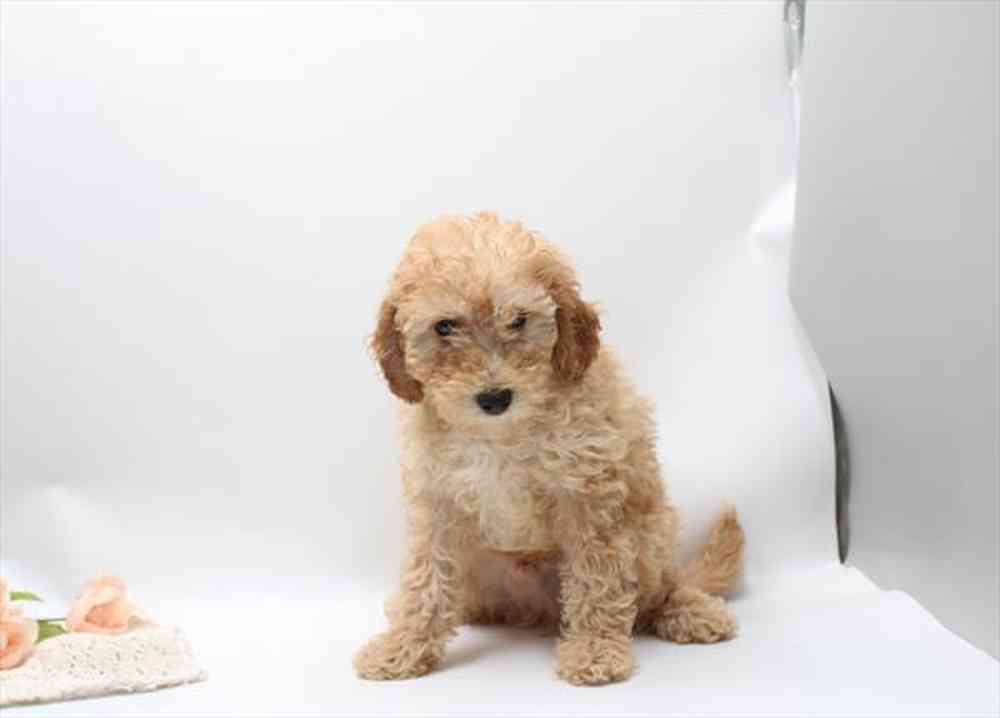 Image of a pet breed in the gallery