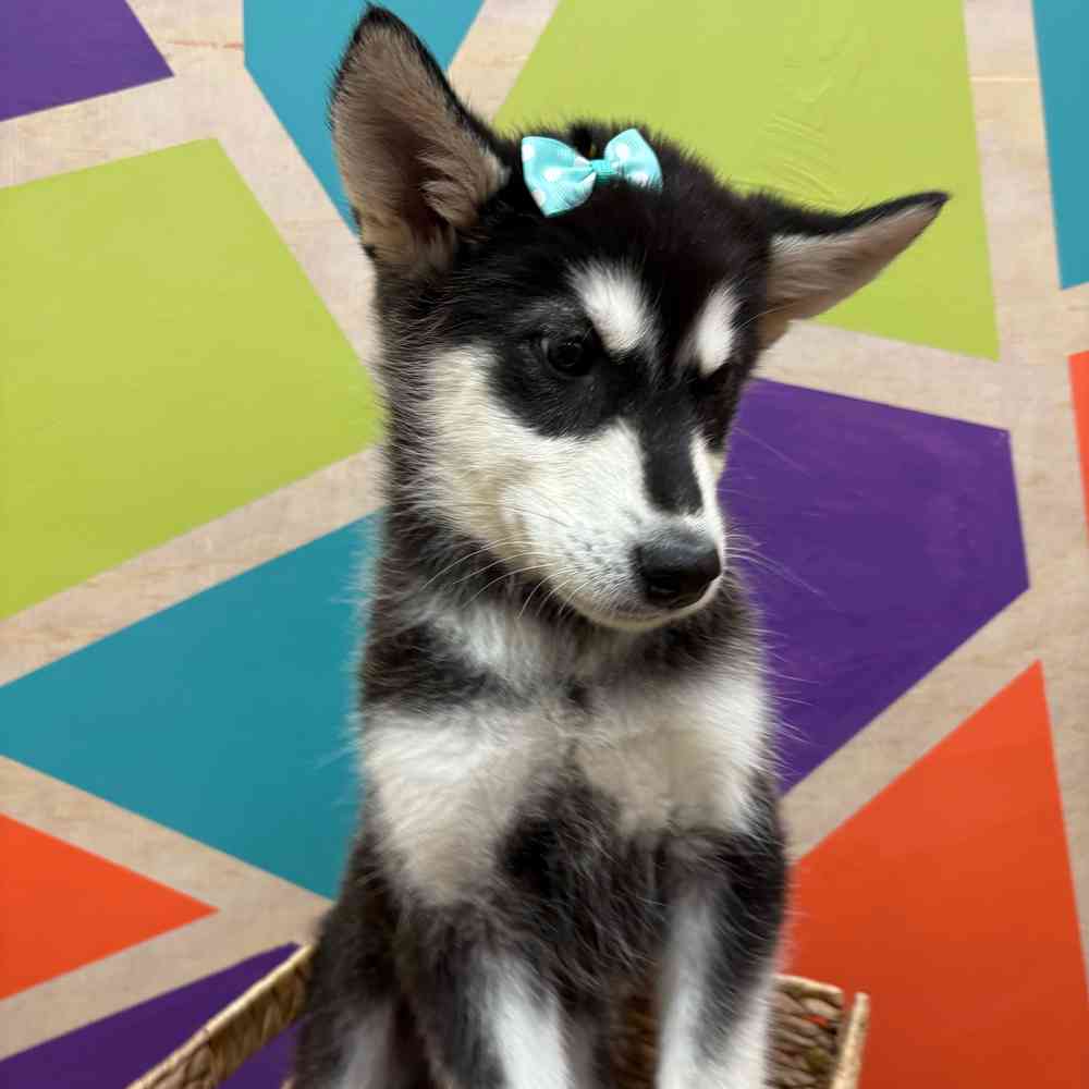 carousel pet images