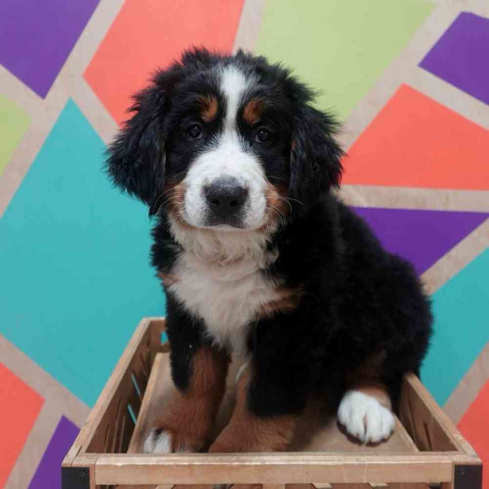 Image of a pet breed in the gallery