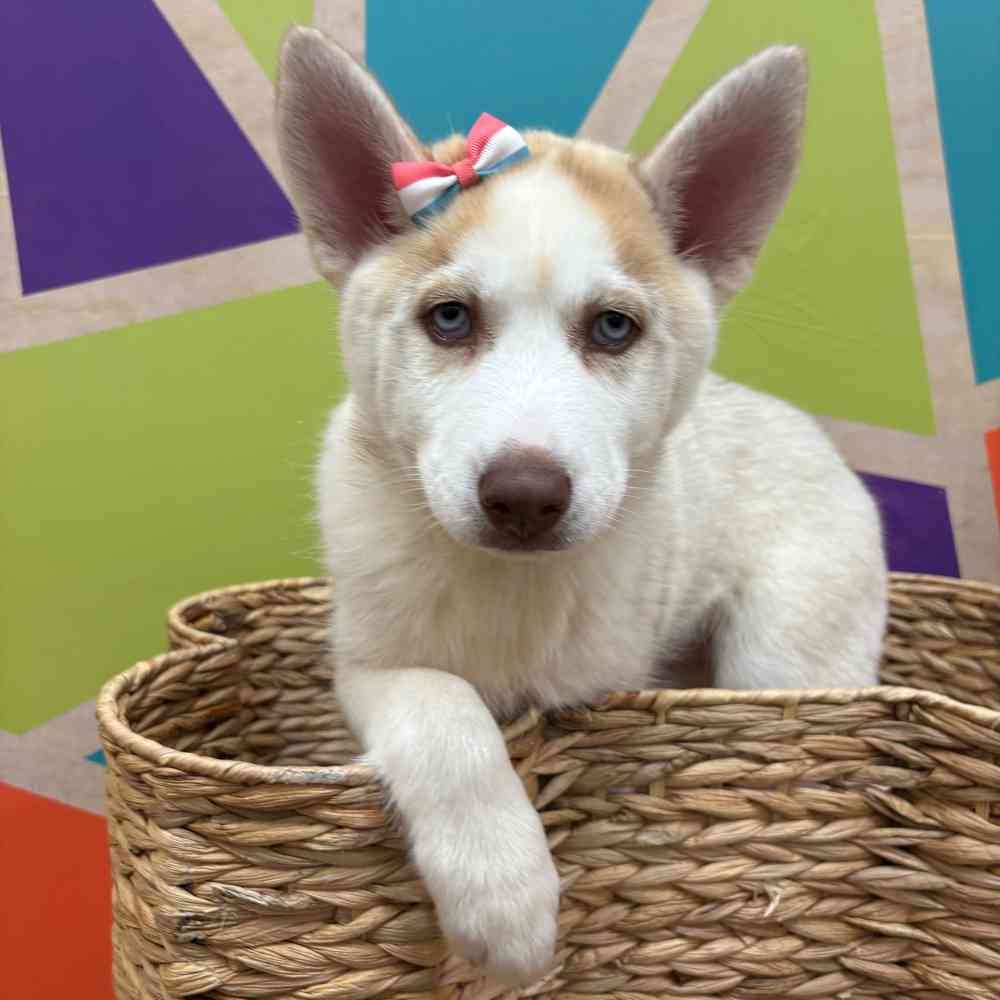 carousel pet images