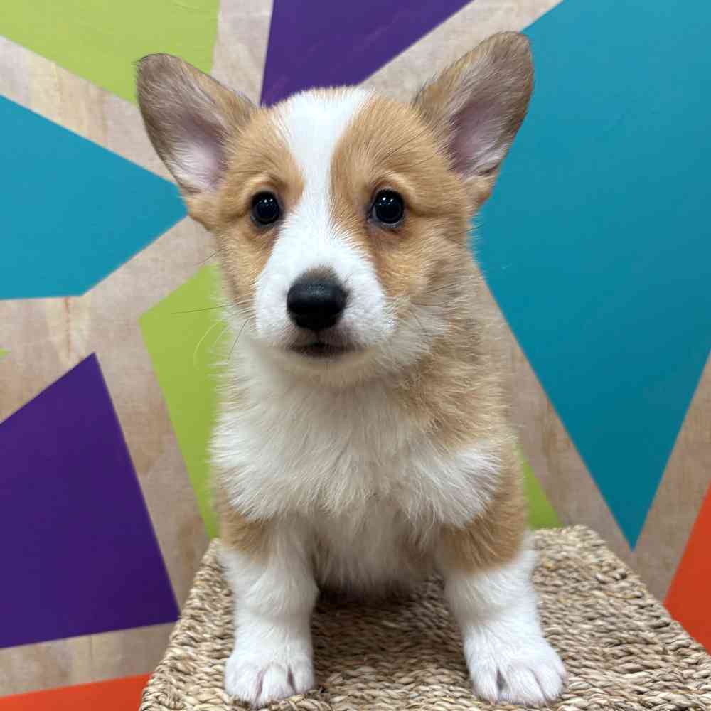 Image of a pet breed in the gallery