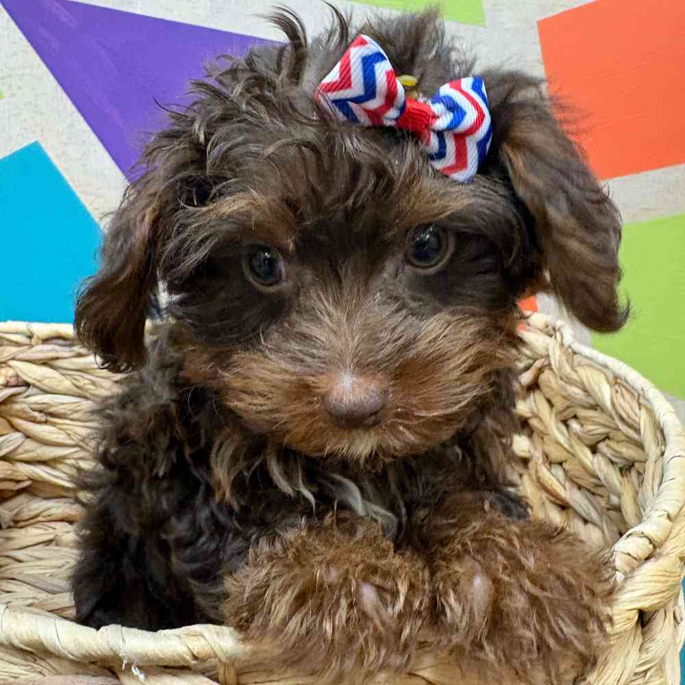 carousel pet images