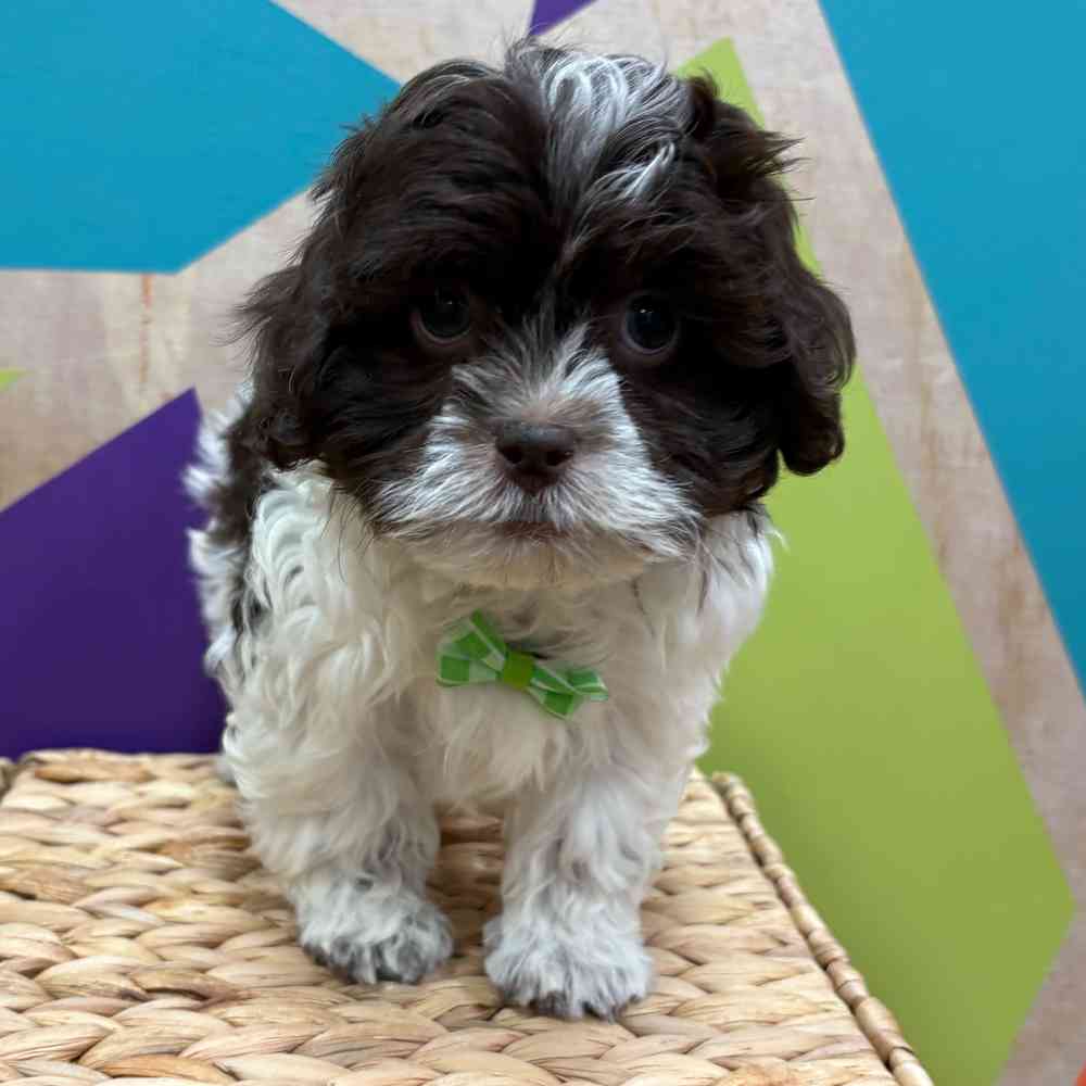 carousel pet images