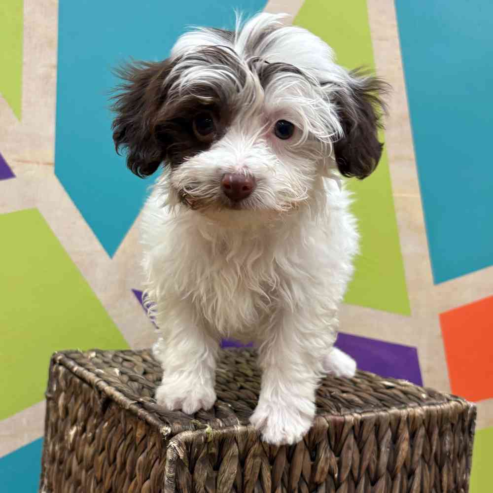 carousel pet images