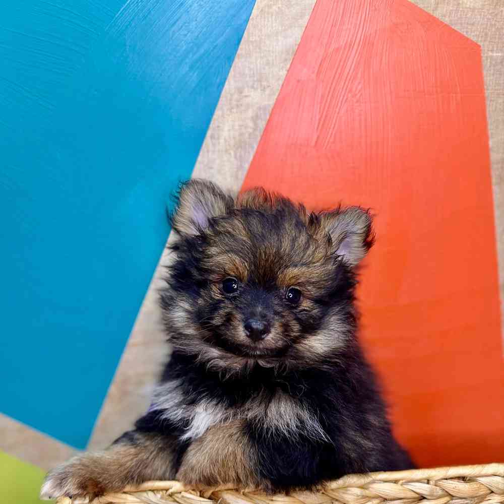 carousel pet images