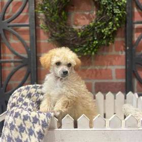 Mini Poodle