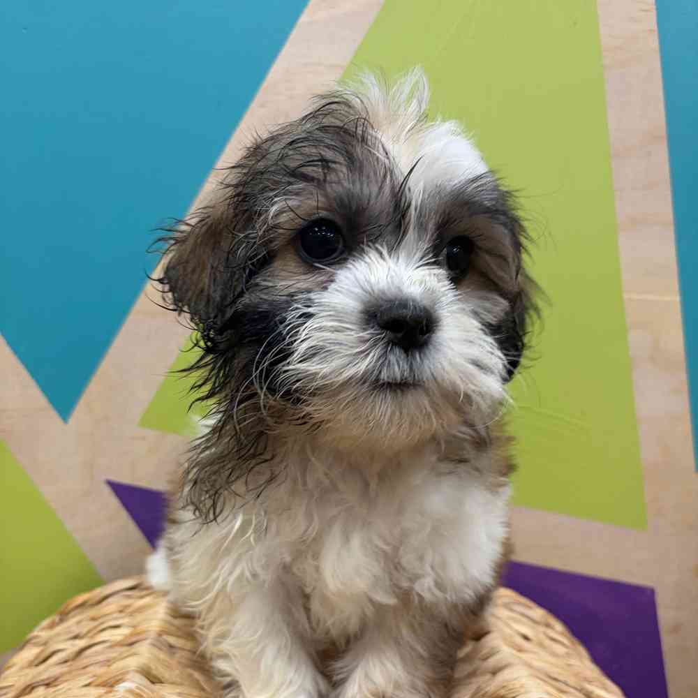 carousel pet images