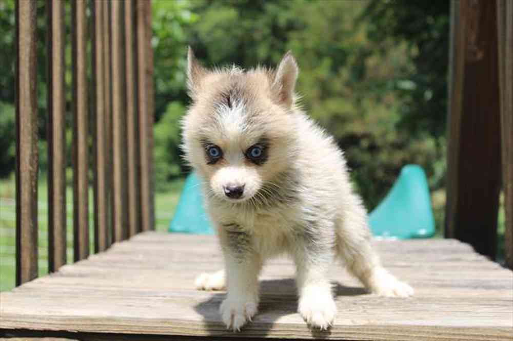 carousel pet images