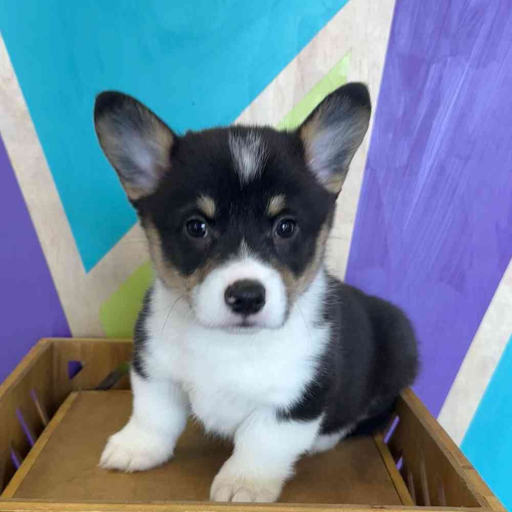 carousel pet images