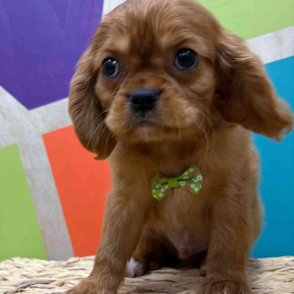 carousel pet images