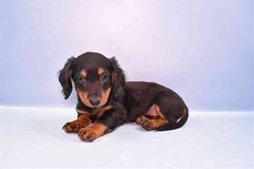 Dachshund