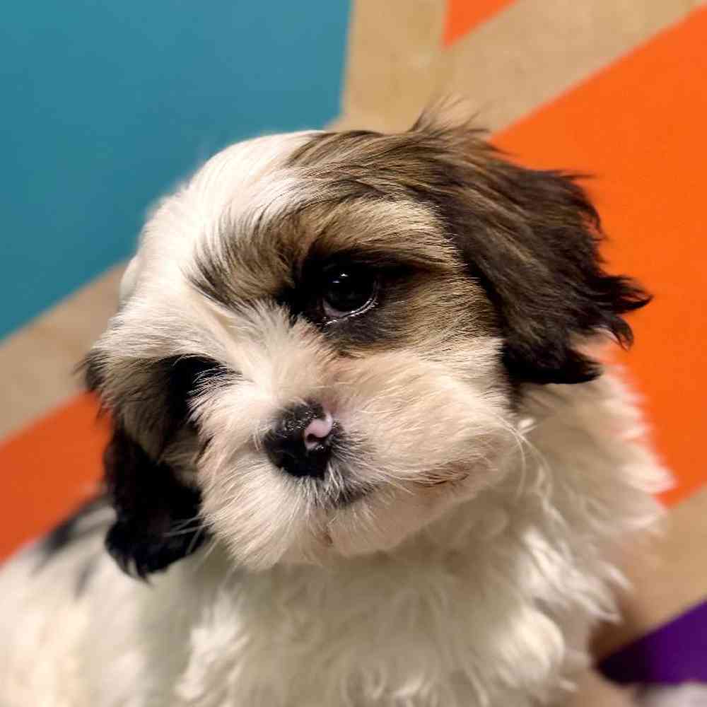 carousel pet images