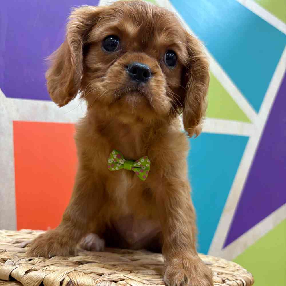 carousel pet images