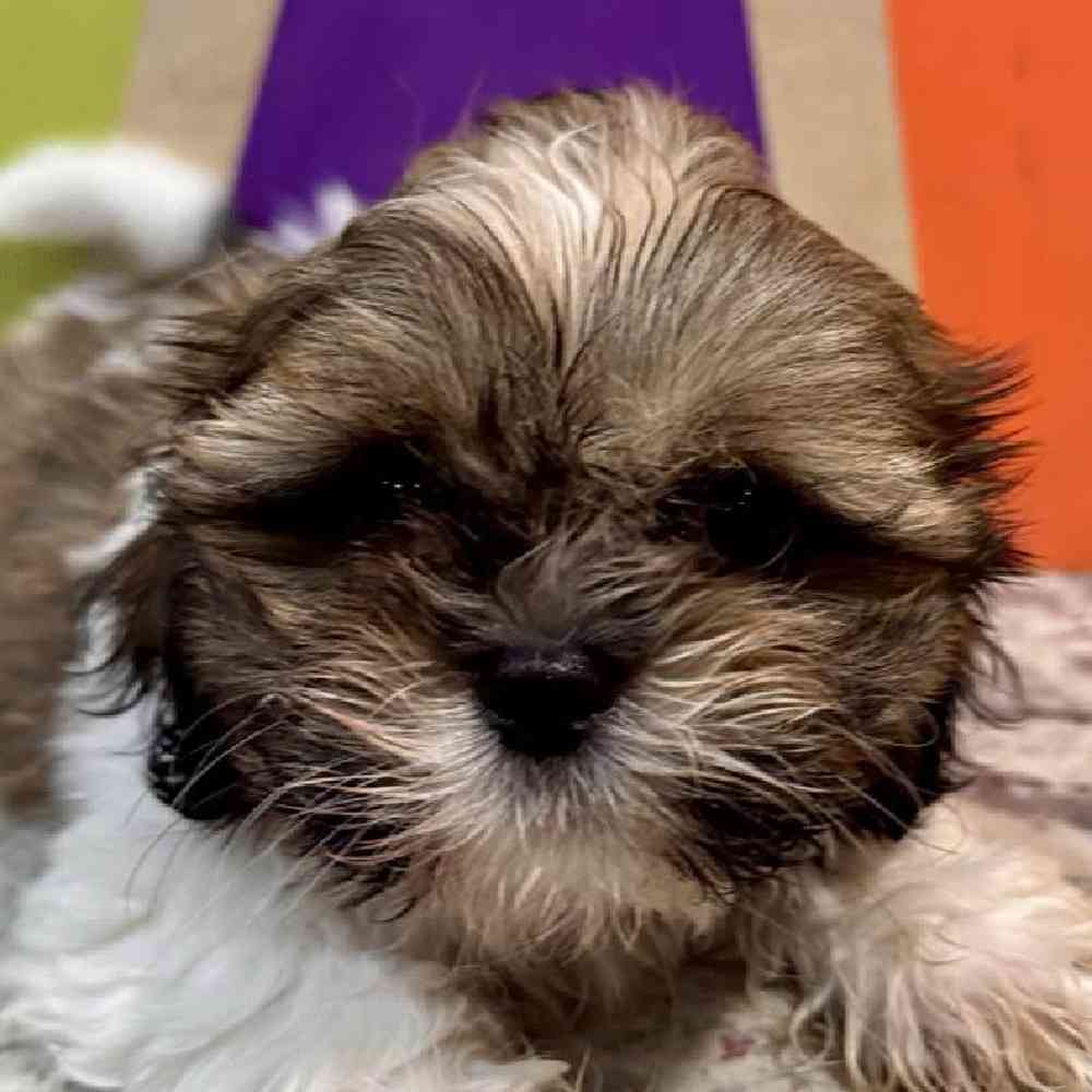 carousel pet images