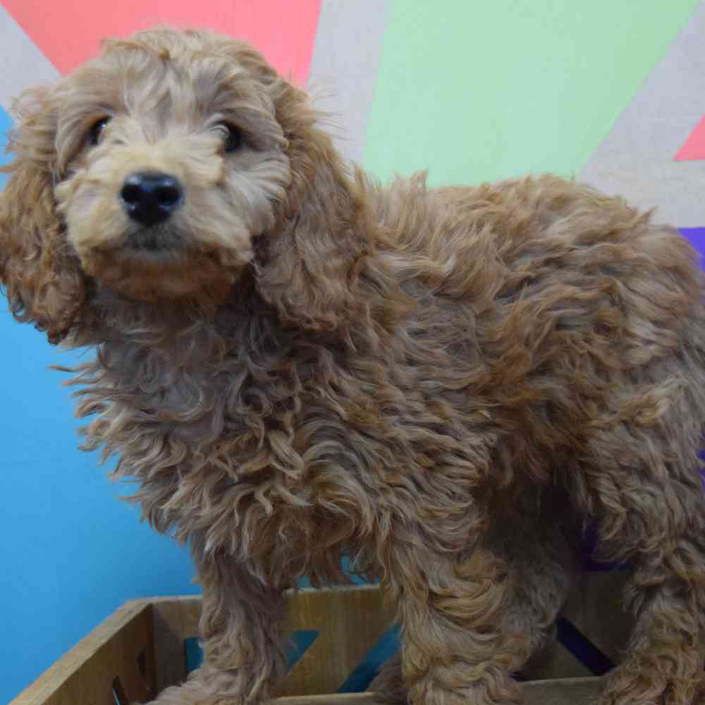 carousel pet images