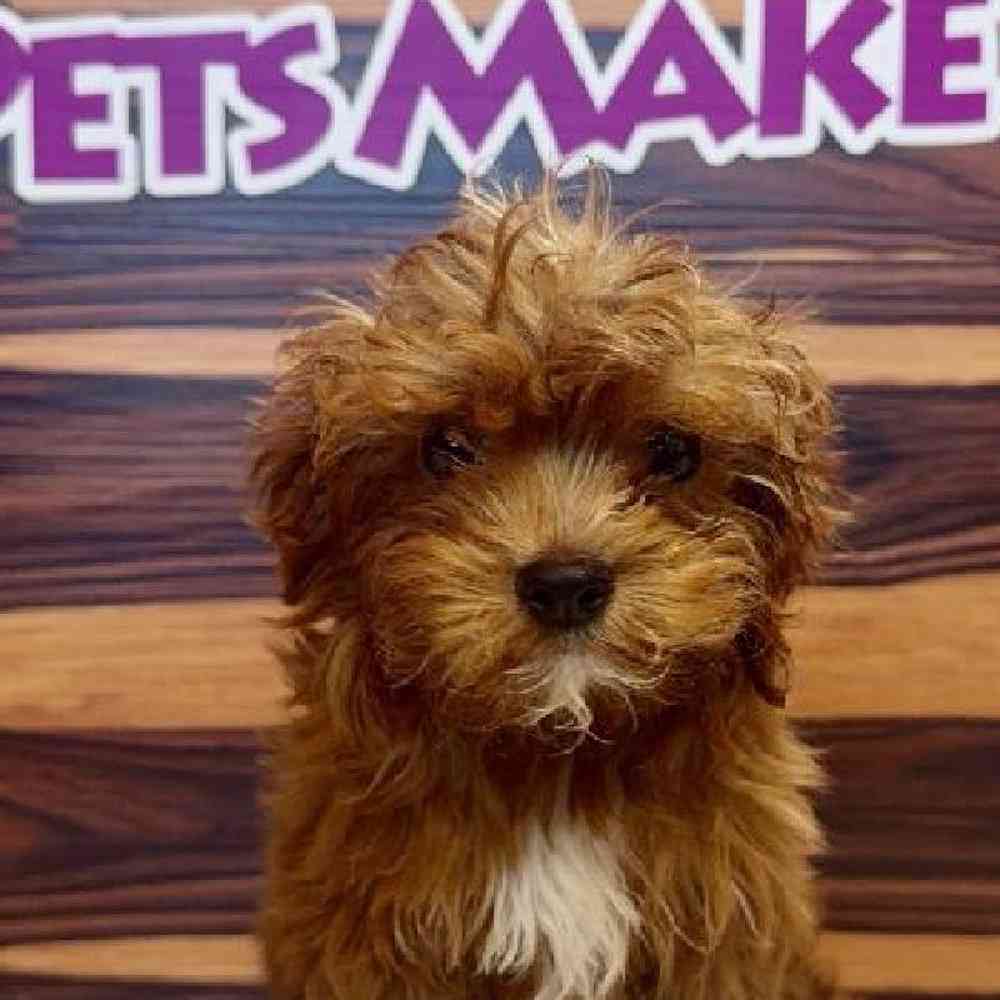 carousel pet images