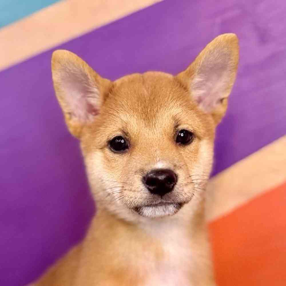 pet breed image