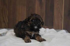 Maltipoo
