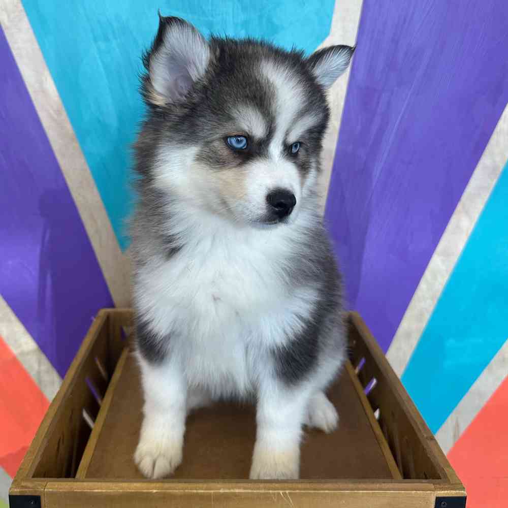carousel pet images
