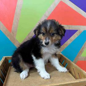 Mini Aussie