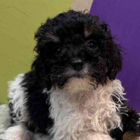 Mini Bernedoodle