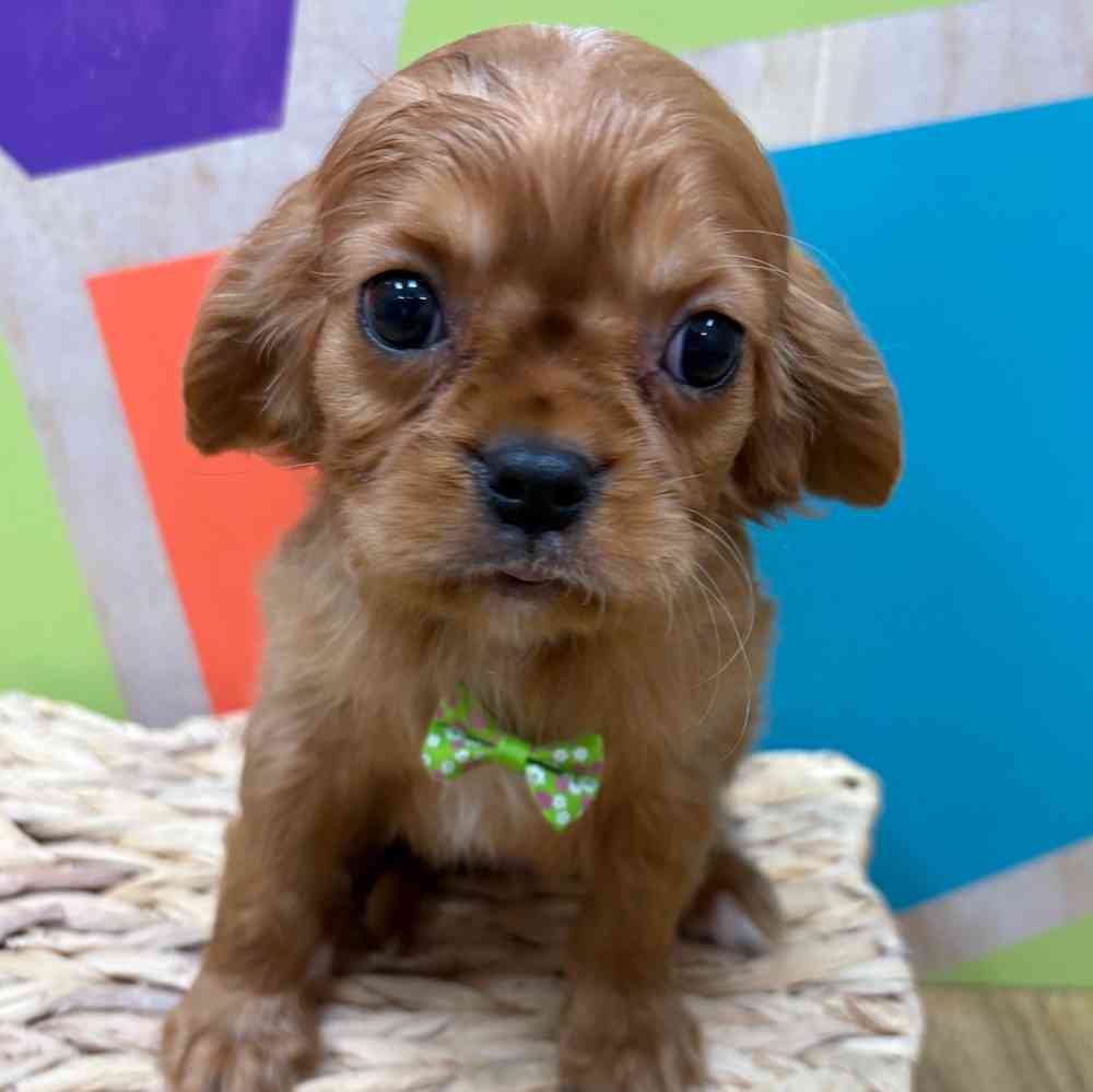 carousel pet images