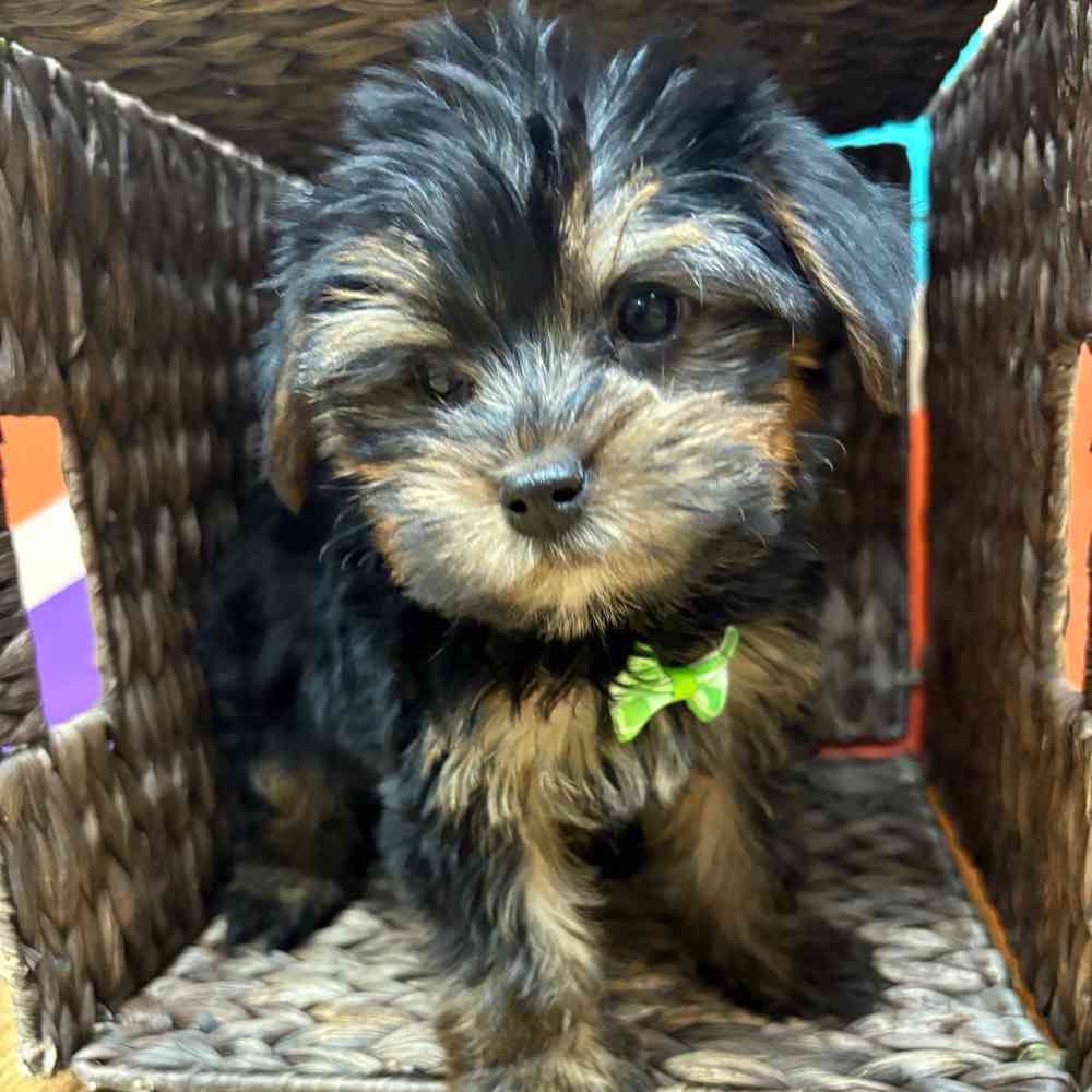 pet breed image