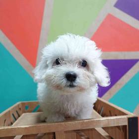 Coton De Tulear