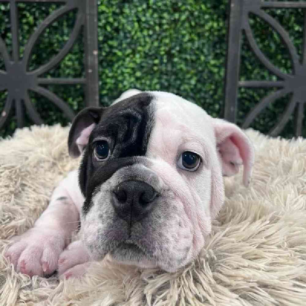 Male English Bulldog Puppy for Sale in Rogers, AR
