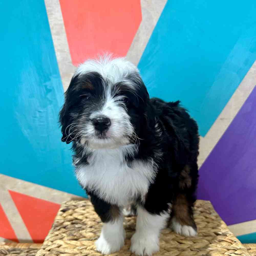 pet breed image