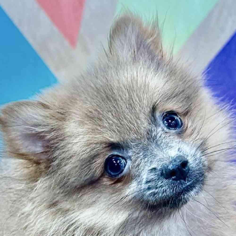 carousel pet images