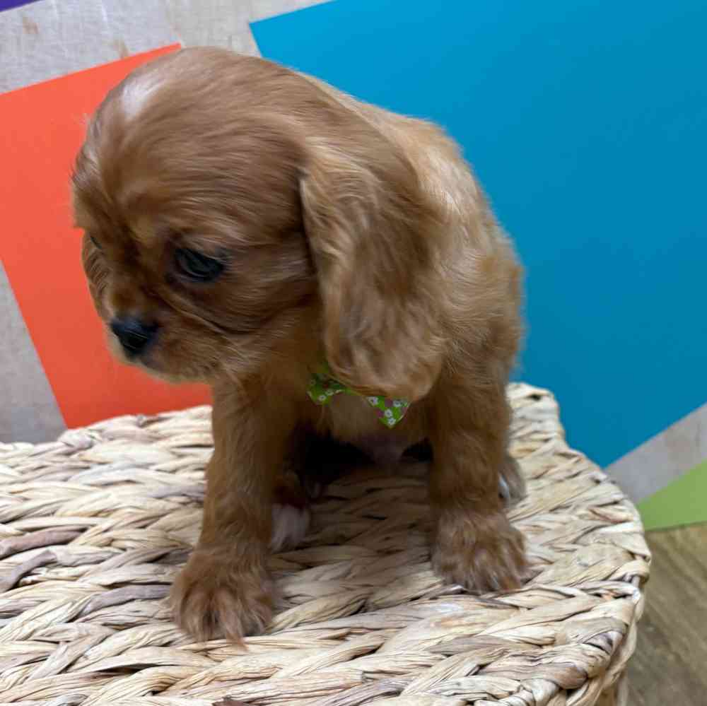 carousel pet images