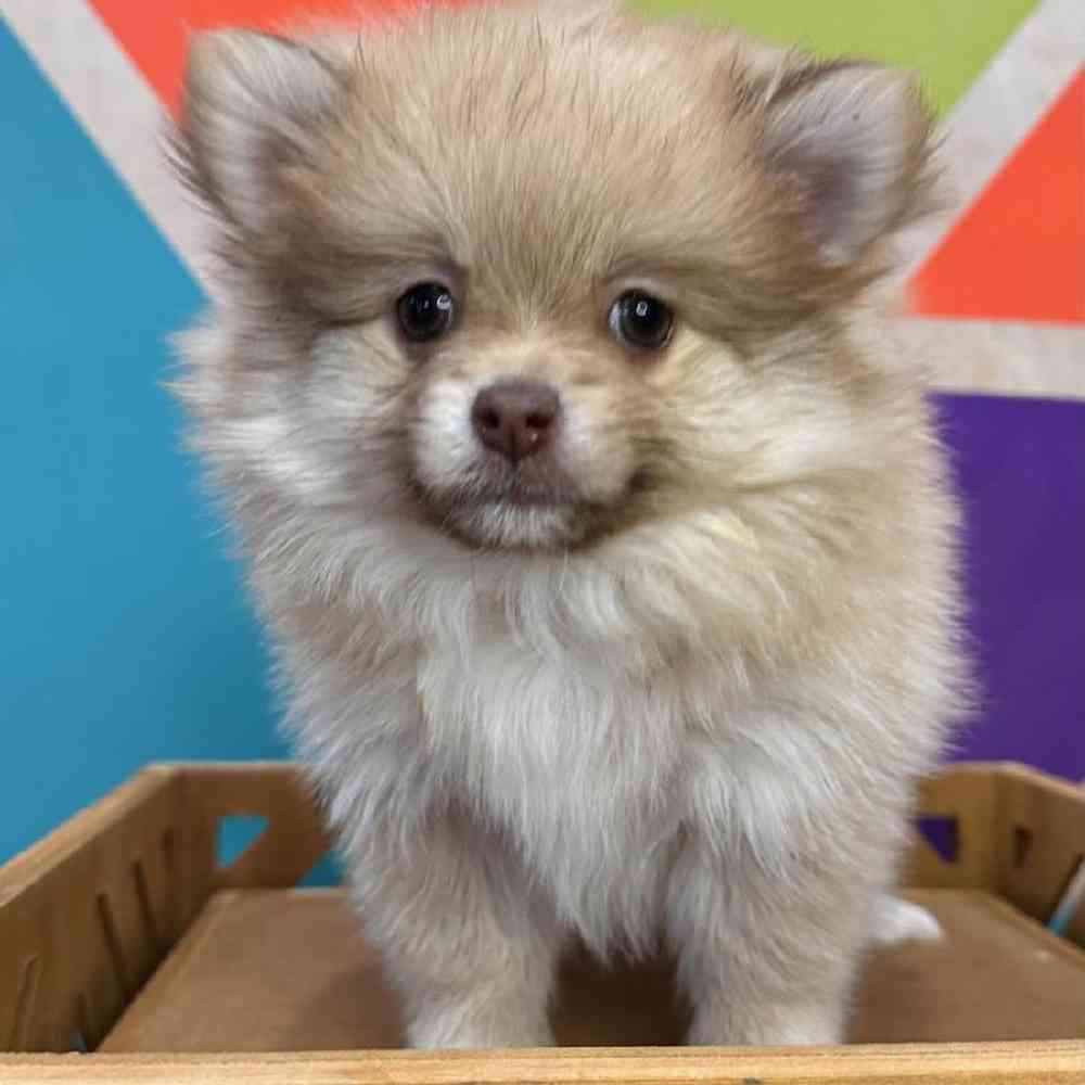 carousel pet images