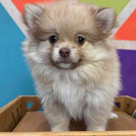 Pomeranian