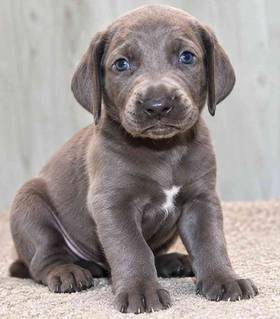 Weimaraner