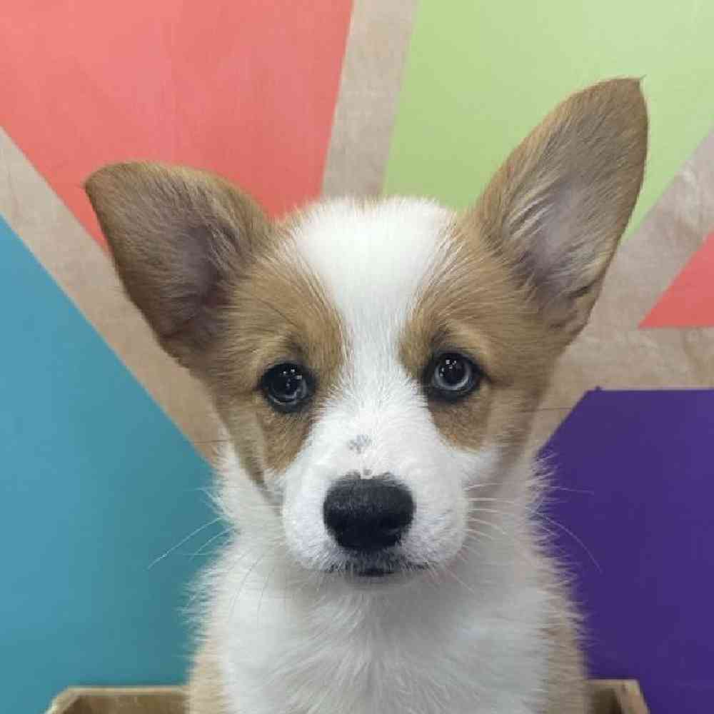 carousel pet images