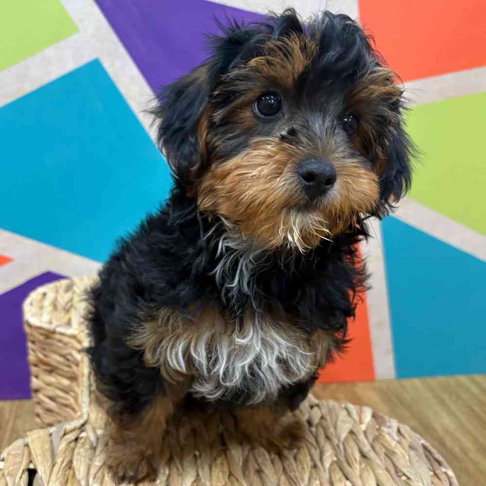 carousel pet images