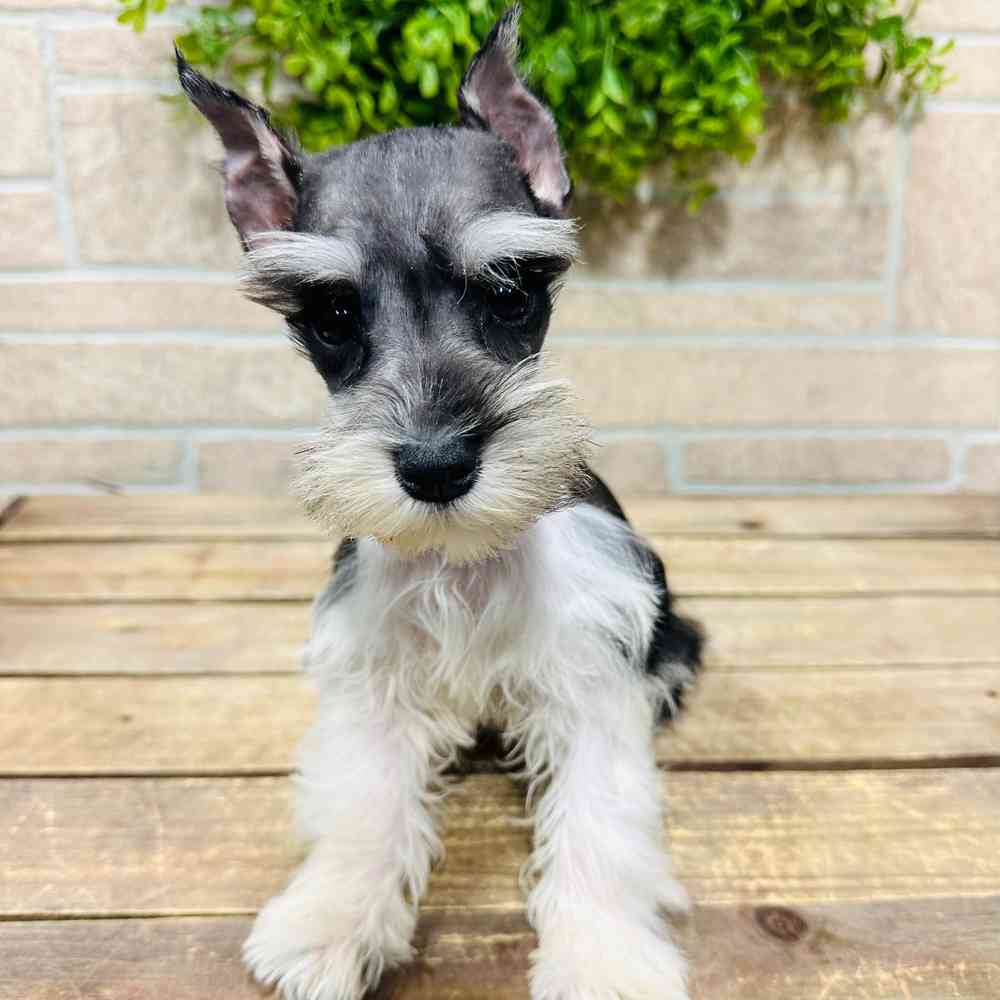 Puppyfinder miniature best sale schnauzer