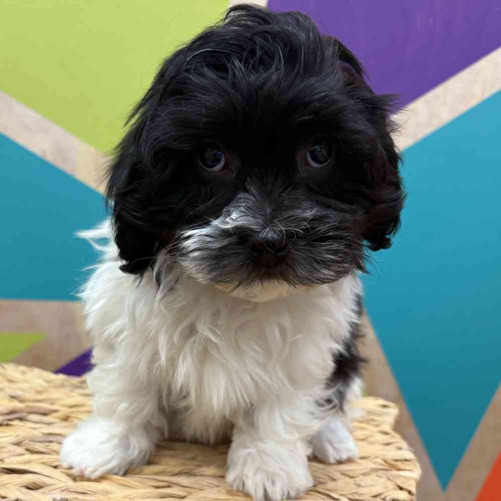 carousel pet images