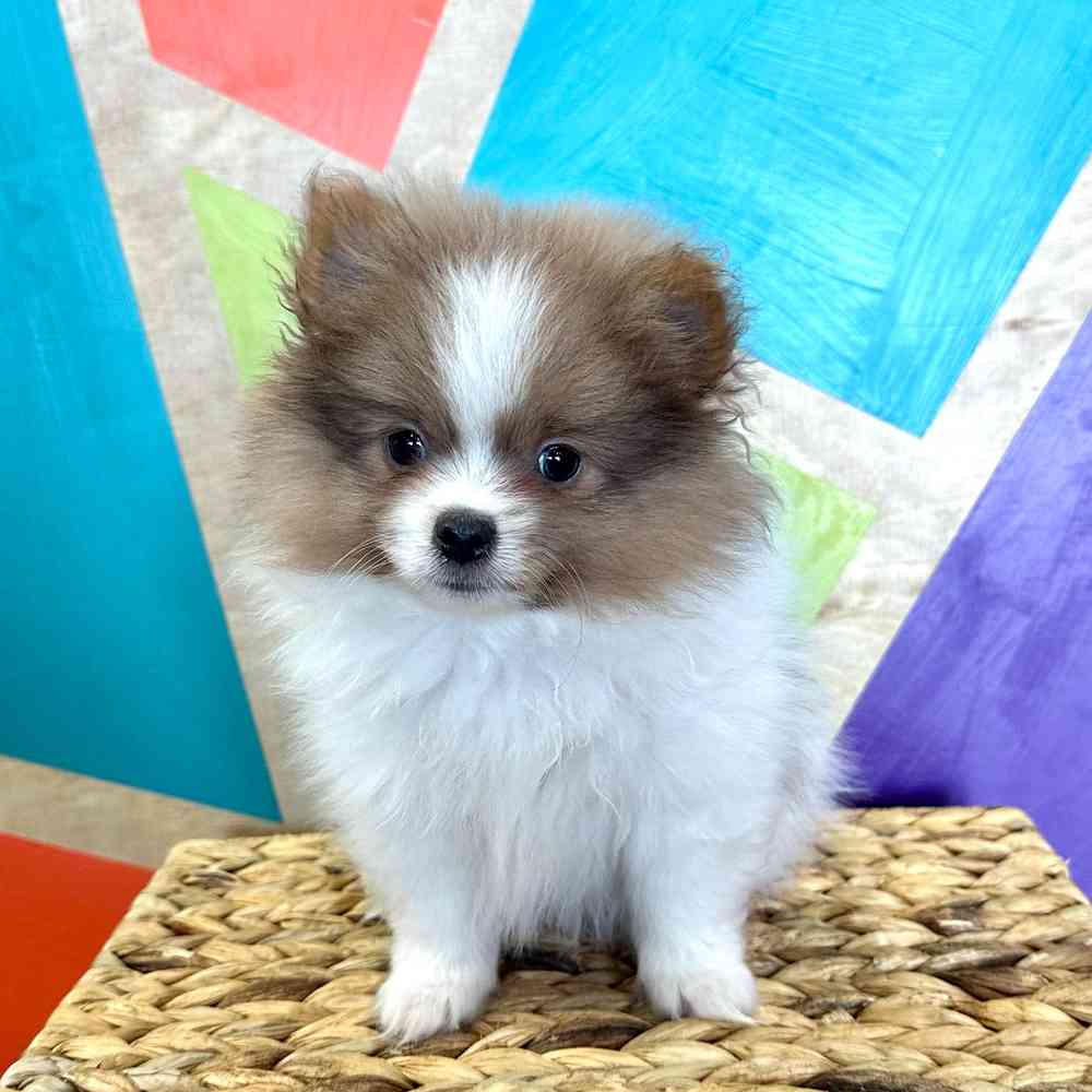 carousel pet images
