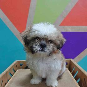 Shih Tzu