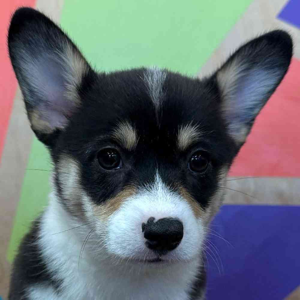 carousel pet images