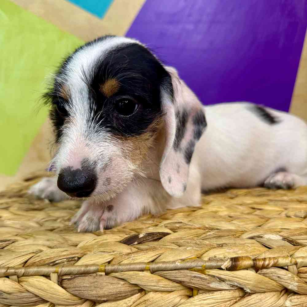Image of a pet breed in the gallery