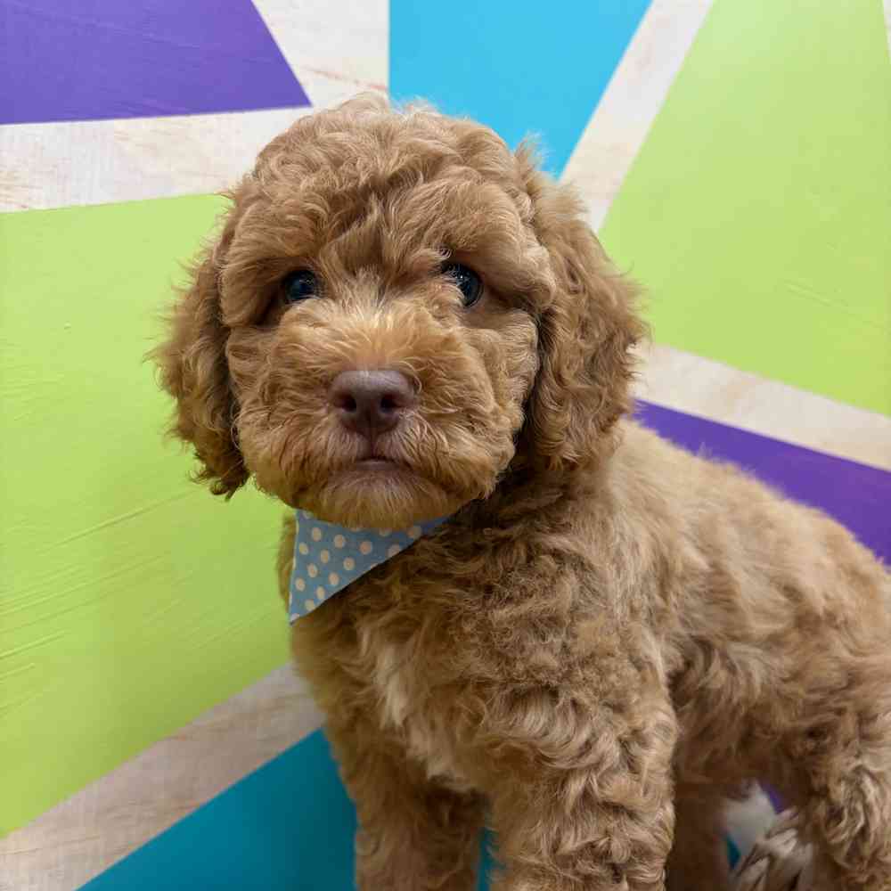 Image of a pet breed in the gallery