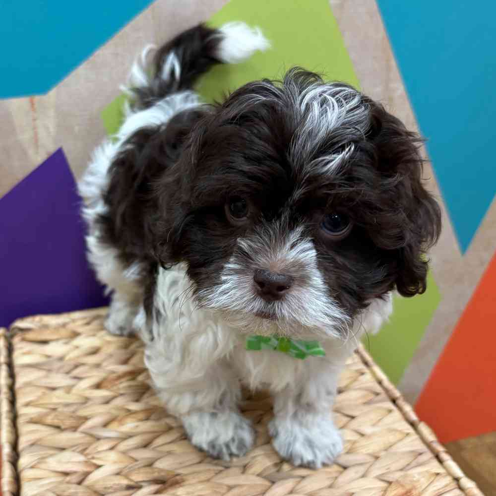 carousel pet images