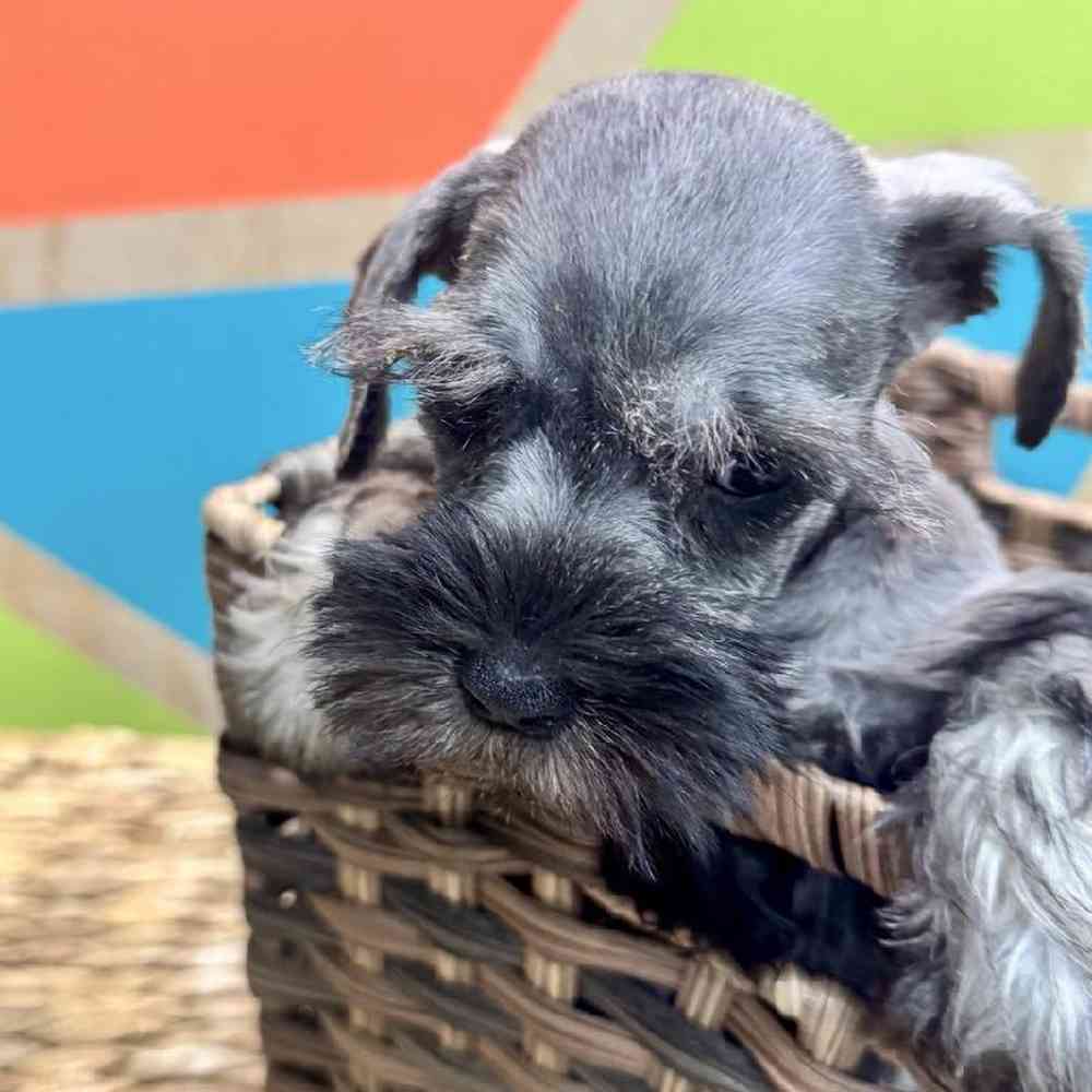 carousel pet images