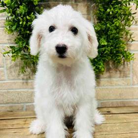 Bichon
