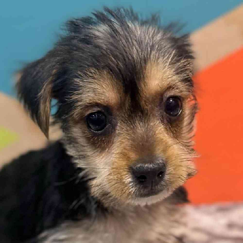 pet breed image