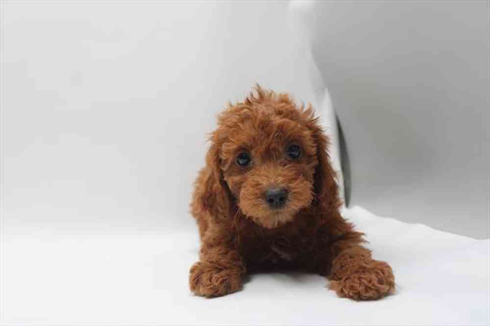 carousel pet images